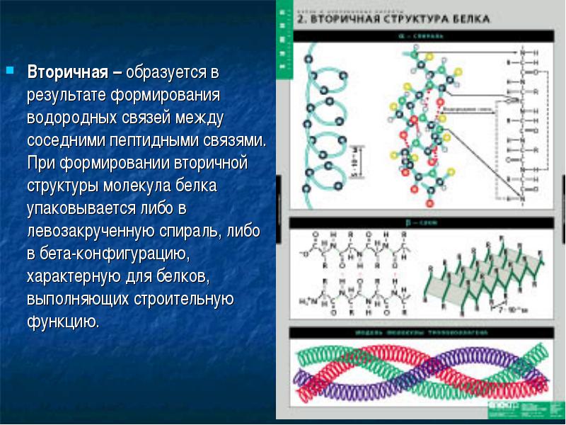 Химическая связь образующая первичную структуру белка. Строение вторичной структуры белка. Вторичная структура белка образуется. Водородные связи во вторичной структуре белка. Вторичная структура белков бета структура.